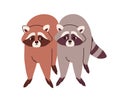 Cute raccoons couple portrait. Funny racoon friends of different fur color. Adorable lovely sweet grey and brown wild Royalty Free Stock Photo