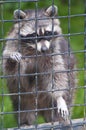 Cute racoon in captivity Royalty Free Stock Photo