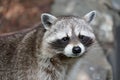 A cute racoon closeup