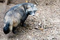 Cute racoon dog on ground at zoo Royalty Free Stock Photo