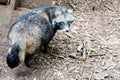 Cute racoon dog on ground at zoo