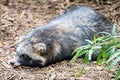 Cute racoon dog on ground at zoo