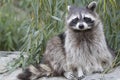 Cute racoon Royalty Free Stock Photo