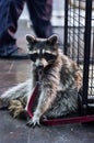 Cute racoon at zoo