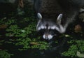 Cute Racoon at the Small Pond in the Forest.