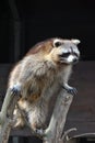 Cute racoon standing funnily between two branches looking around