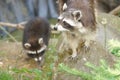 Cute racoon standing on the rock inside the zoo Royalty Free Stock Photo