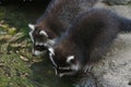 Cute racoon standing on the rock inside the zoo Royalty Free Stock Photo
