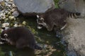 Cute racoon standing on the rock inside the zoo Royalty Free Stock Photo