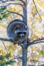 A cute racoon on a tree