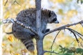 A cute racoon on a tree