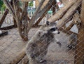 Cute racoon in zoo cage Royalty Free Stock Photo