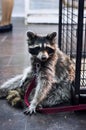 Cute racoon at zoo Royalty Free Stock Photo