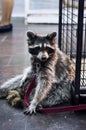 Cute racoon at zoo