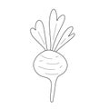 Cute radish doodle art, raw ornanic root vegetable, isolated vector drawing. Fresh garden veggie, beetroot isolated on Royalty Free Stock Photo