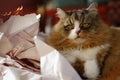 Cute Ragamuffin Purebred Cat Sitting on a pile of crumpled cushioning paper