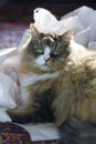 Cute Ragamuffin Purebred Cat Sitting on a pile of crumpled cushioning paper