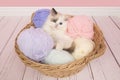 Cute ragdoll baby cat lying in a basket filled with pastel colored balls of wool in a pink living room setting Royalty Free Stock Photo