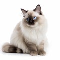 Cute Ragdoll breed cat portrait close-up isolated on white, lovely pet