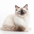 Cute Ragdoll breed cat portrait close-up isolated on white, lovely pet