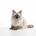 Cute Ragdoll breed cat portrait close-up isolated on white, lovely pet,