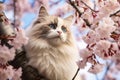 Cute Ragdoll cat in in cherry blossom tree flower in spring Royalty Free Stock Photo