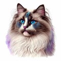 Cute Ragdoll cat head portrait realistic white violet blue. Royalty Free Stock Photo