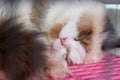 A cute ragdoll cat is sleeping Royalty Free Stock Photo