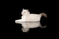 Cute ragdoll kitten with blue eyes lying down lookin up on a black background with reflection seen from the side