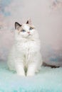 Cute ragdoll kitten in flowery background Royalty Free Stock Photo