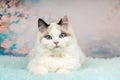 Cute ragdoll kitten in flowery background Royalty Free Stock Photo