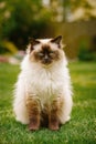 Cute Ragdoll kitty cat with blue eyes sitting straight on grass in a garden, with a boring uninterested look