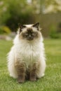 Cute Ragdoll kitty cat with blue eyes sitting straight on grass in a garden Royalty Free Stock Photo