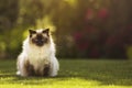 Cute ragdoll kitty cat with blue eyes sitting straight on grass in a garden, facing straight to the camera Royalty Free Stock Photo