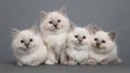 Cute ragdoll purebred kittens togehter looking at the camera on a grey background Royalty Free Stock Photo