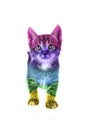 Cute rainbow baby cat kitten walking en looking up