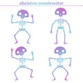 Cute rainbow human skeleton constructor for creating different poses.