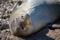 Rare endangered playing Hawaiian Monk Seal Royalty Free Stock Photo