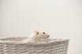 Cute rat in basket against light background Royalty Free Stock Photo