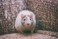 Rat with striped face hiding in the corner of an old sofa