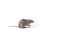 Cute rat dumbo on a white isolated background. Home pet Royalty Free Stock Photo