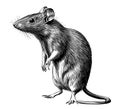 Cute rat hand drawn sketch Vector illustration Wild rodents Royalty Free Stock Photo