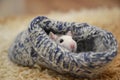 Cute rat in a knitted sock. Symbol of the new year. Rat. Royalty Free Stock Photo