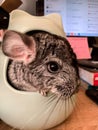 a cute rat pet on the office desk Royalty Free Stock Photo