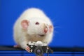 cute rat photographer holding an old camera