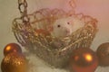 Cute rat posing in a golden basket