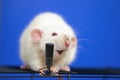 Cute rat singer singing into microphone Royalty Free Stock Photo