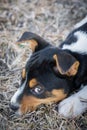 Cute Rat Terrier puppy Royalty Free Stock Photo