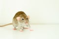 Cute rat on white background Royalty Free Stock Photo