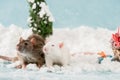 Cute rats and christmas gift boxes